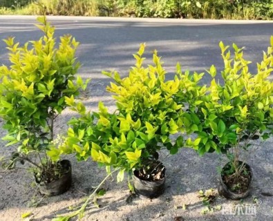 高度50厘米金森女贞