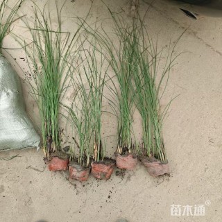 高度30厘米细叶芒