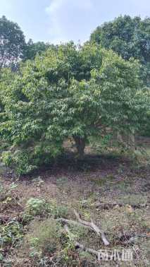 移栽苗红果冬青