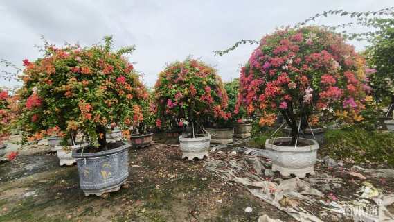 高度300厘米三角梅