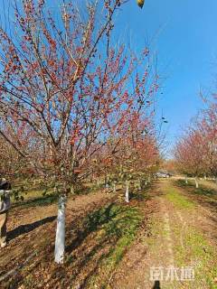 11公分草莓果冻海棠