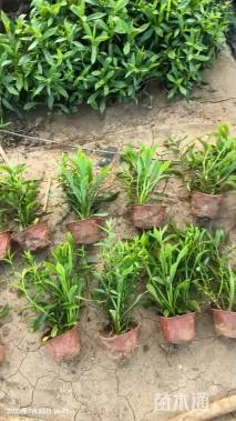 高度30厘米荷兰菊