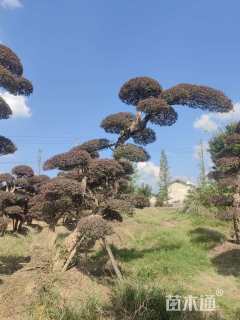 高度200厘米红花继木