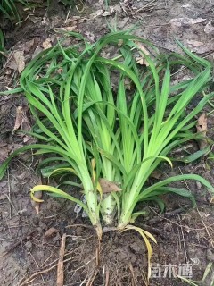高度30厘米大花萱草