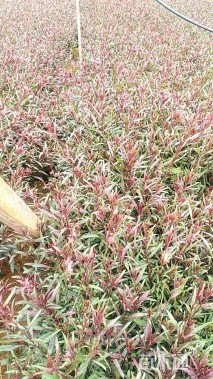 高度25厘米千鸟花