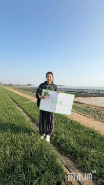 高度20厘米麦冬