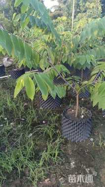 高度50厘米番荔枝