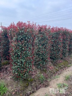 冠幅100厘米红叶石楠球