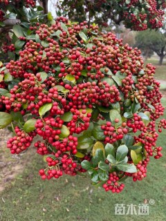 高度300厘米火棘