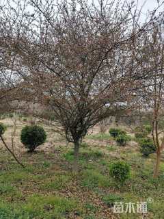 10公分垂丝海棠