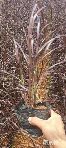 高度25厘米紫叶狼尾草