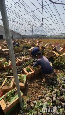 高度15厘米卡罗拉月季