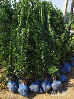 高度180厘米北海道黄杨