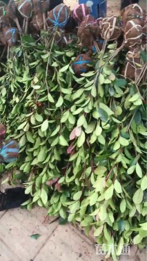 高度60厘米红叶石楠小苗