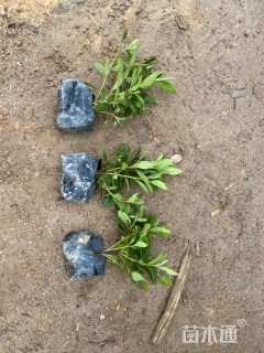 高度20厘米杜鹃