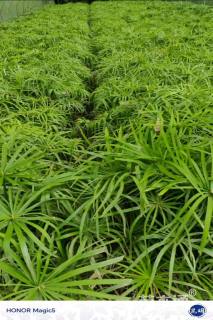 高度40厘米风车草