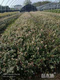 15厘米花叶络石