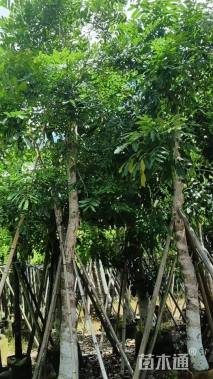 15公分桃花心木