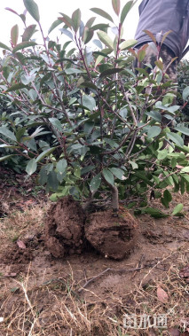 冠幅40厘米红叶石楠球