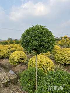 冠幅100厘米亮晶女贞球
