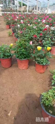 高度25厘米月季