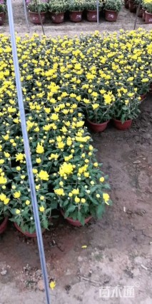 高度40厘米野菊