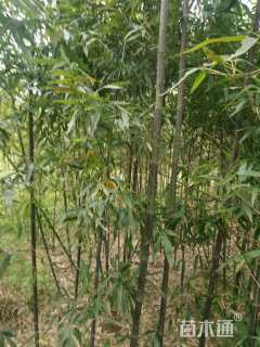 地栽苗斑竹