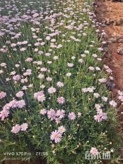 高度40厘米玛格丽特花