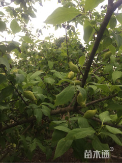 高度350厘米蜡梅