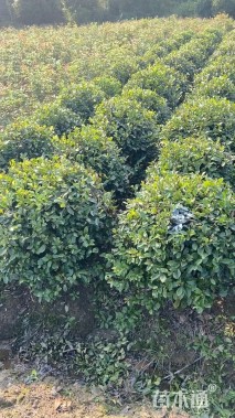 冠幅120厘米含笑球