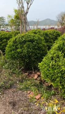 高度160厘米非洲茉莉球