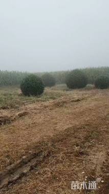 冠幅100厘米卫矛球