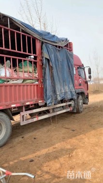 高度30厘米金盏菊