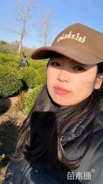 冠幅110厘米小叶黄杨球