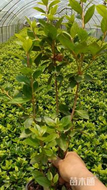 高度25厘米杜鹃