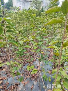 高度60厘米大樱桃