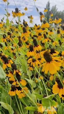 皇冠松果菊种子