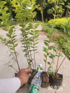 高度50厘米金叶女贞小苗