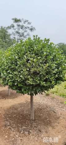 高度100厘米嫁接卫矛球