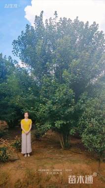 40公分美国红枫-红点