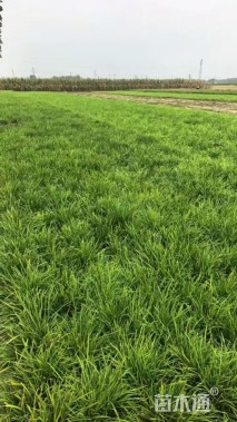 高度30厘米麦冬