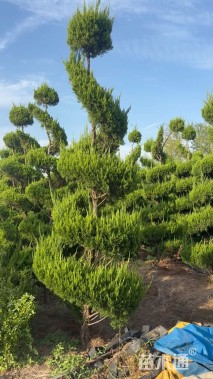 10公分造型龙柏