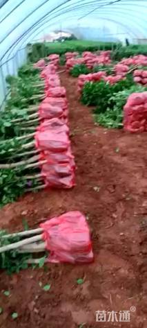 高度60厘米三角梅