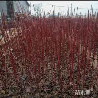 高度40厘米红瑞木