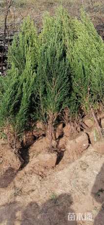 高度170厘米河南桧