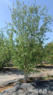 高度600厘米丛生山丁子