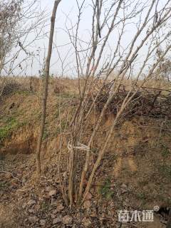 高度400厘米巴杆红丛生紫荆