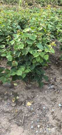 高度60厘米红花三角梅