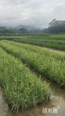 高度60厘米风车草