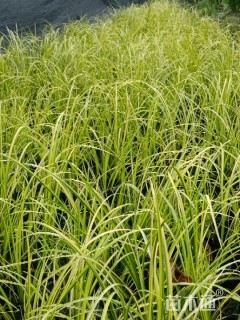 高度25厘米金叶菖蒲